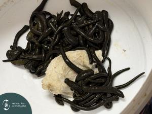 IMG_1677 L.jpg